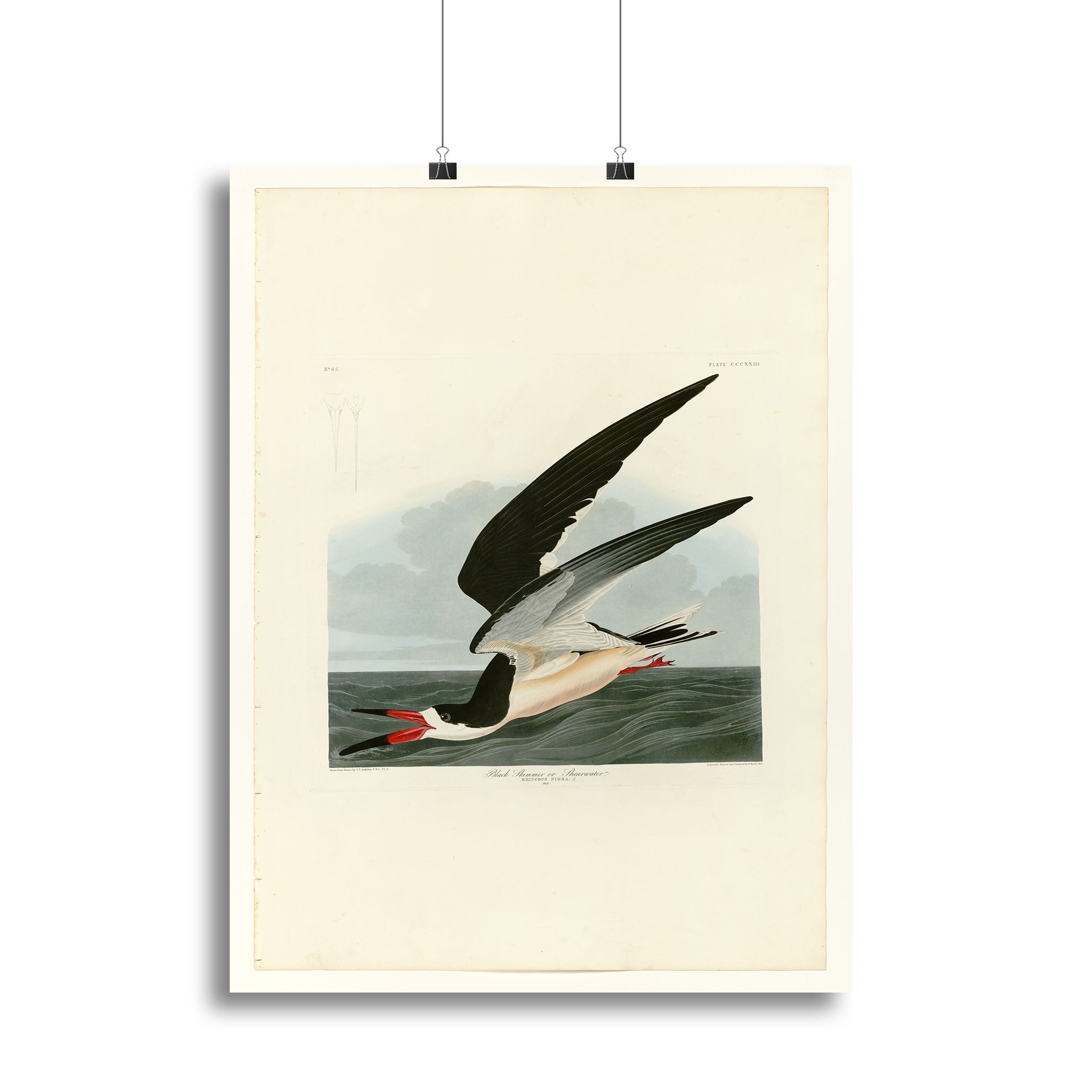 Black Skimmer by Audubon Canvas Print or Poster - Canvas Art Rocks - 2