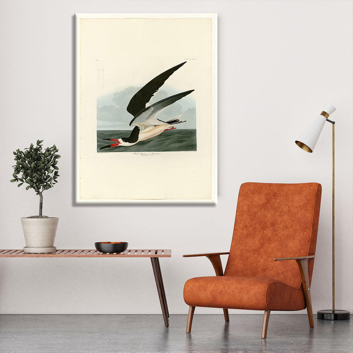 Black Skimmer by Audubon Canvas Print or Poster - Canvas Art Rocks - 6
