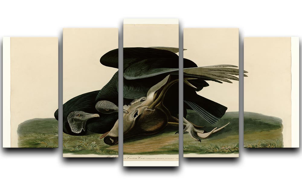 Black Vulture by Audubon 5 Split Panel Canvas - Canvas Art Rocks - 1