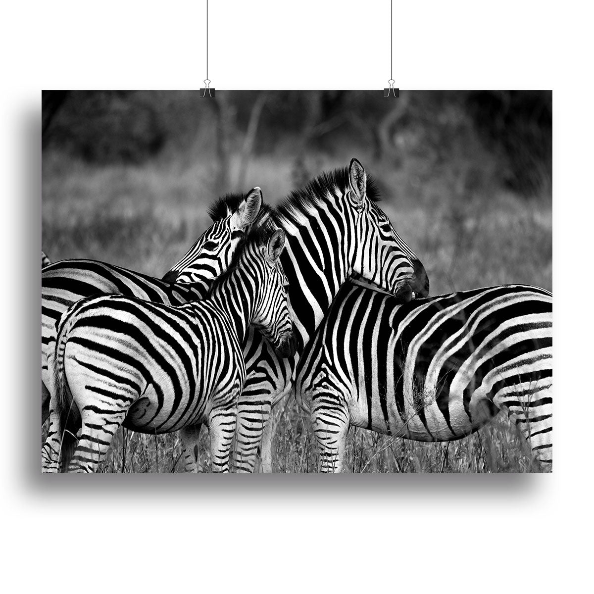 Black and White Zebra Canvas Print or Poster - Canvas Art Rocks - 2