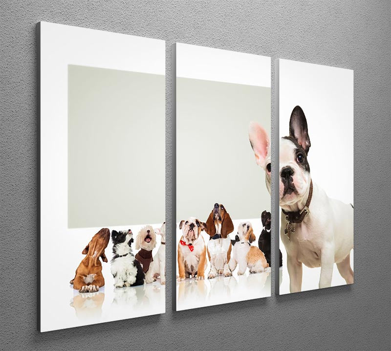 Black and white french bulldog puppy 3 Split Panel Canvas Print - Canvas Art Rocks - 2