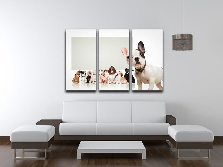 Black and white french bulldog puppy 3 Split Panel Canvas Print - Canvas Art Rocks - 3