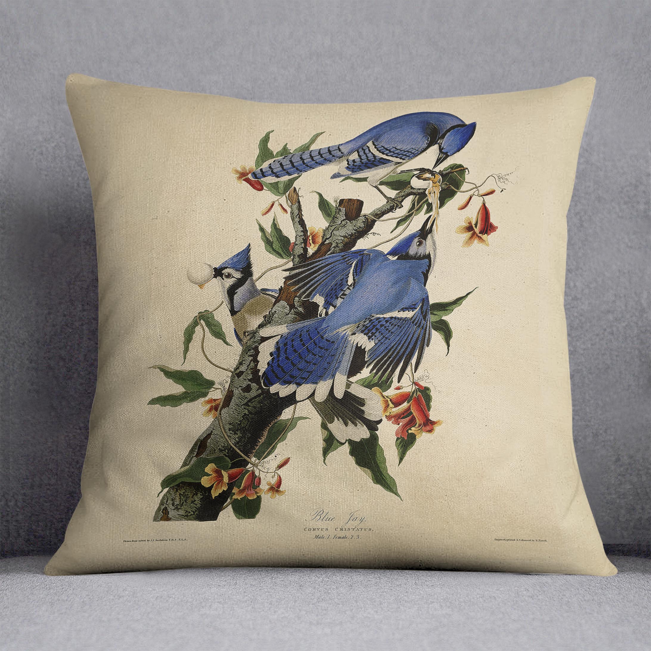 Blue Jay by Audubon Cushion