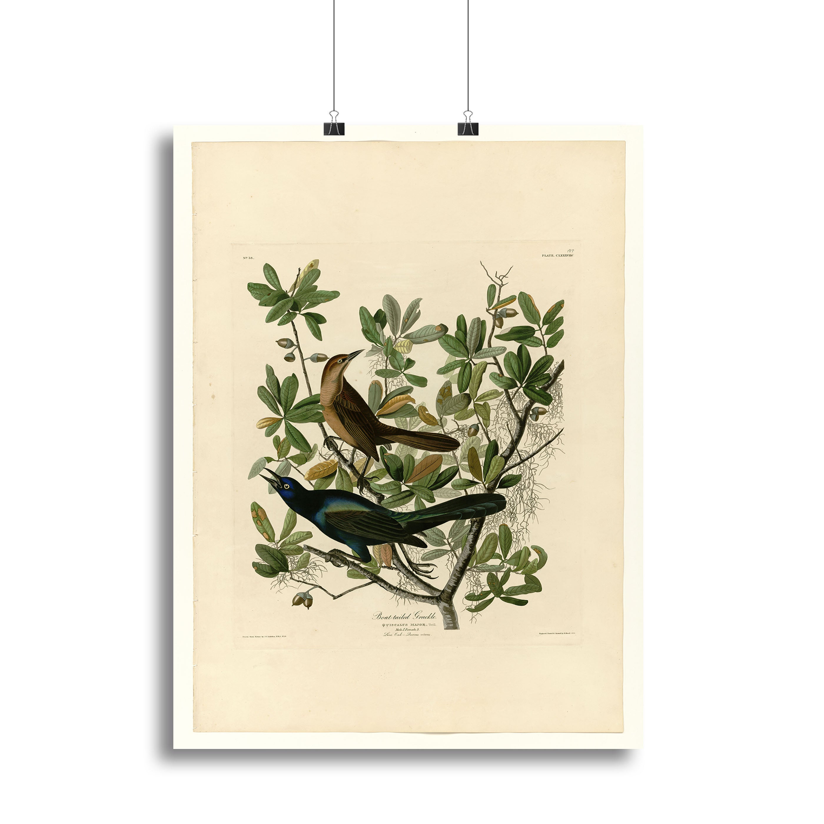 Boat tailed Grackle by Audubon Canvas Print or Poster - Canvas Art Rocks - 2
