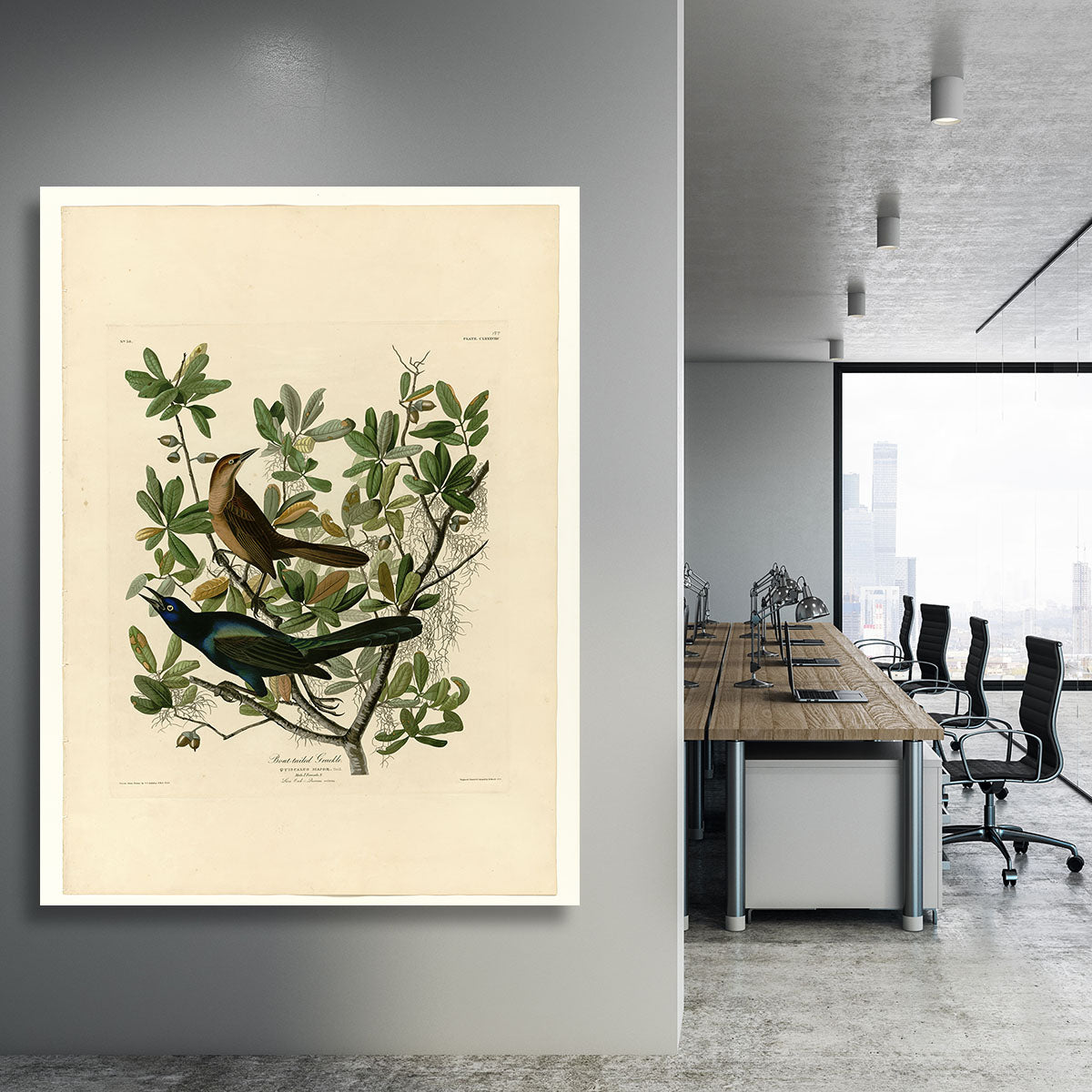 Boat tailed Grackle by Audubon Canvas Print or Poster - Canvas Art Rocks - 3