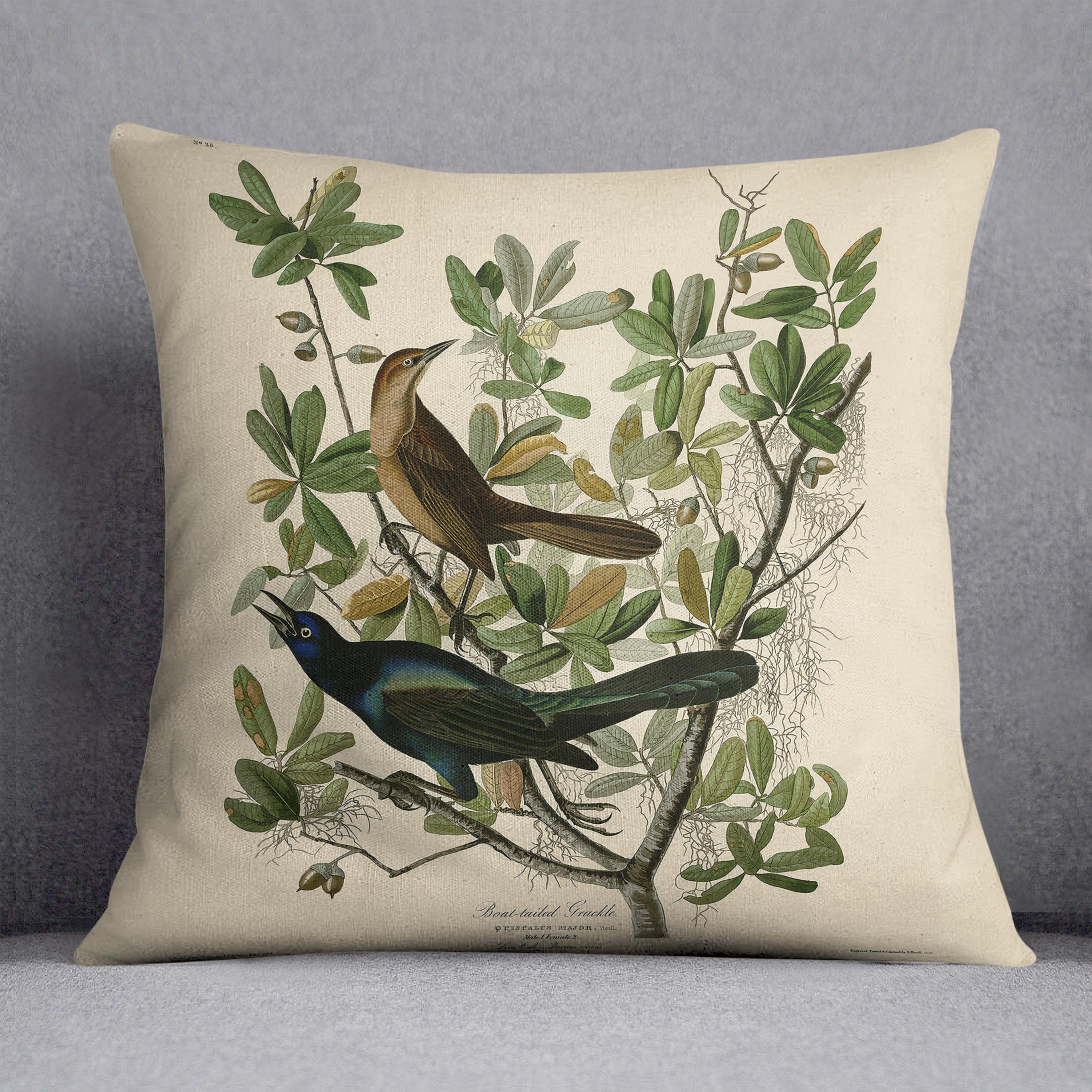 Boat tailed Grackle by Audubon Cushion