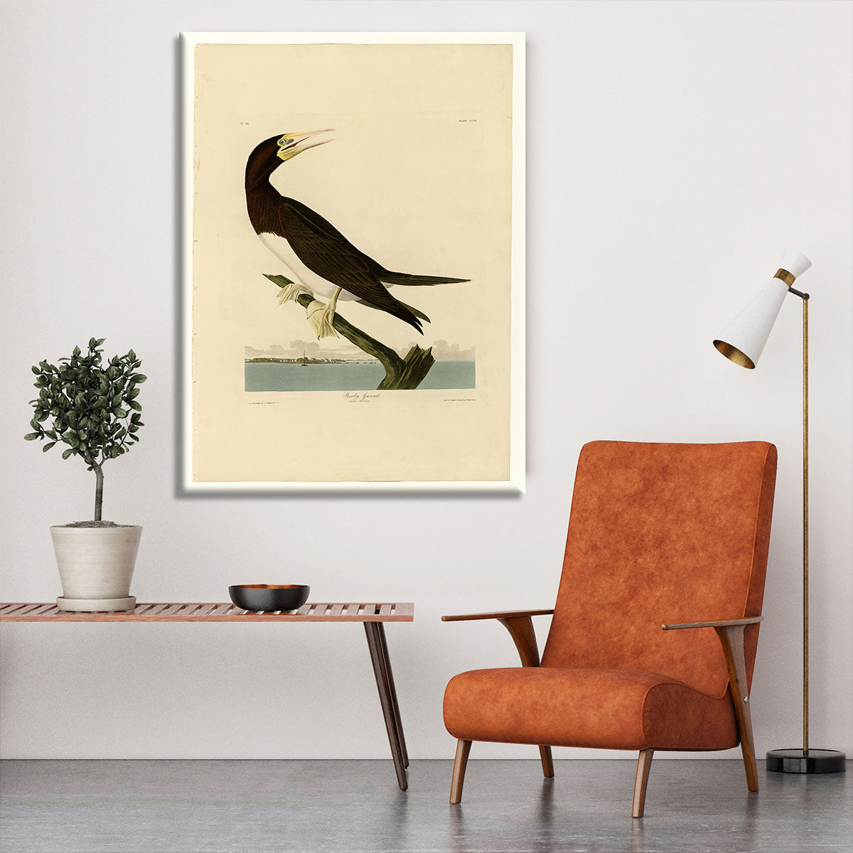 Booby Gannet by Audubon Canvas Print or Poster - Canvas Art Rocks - 6