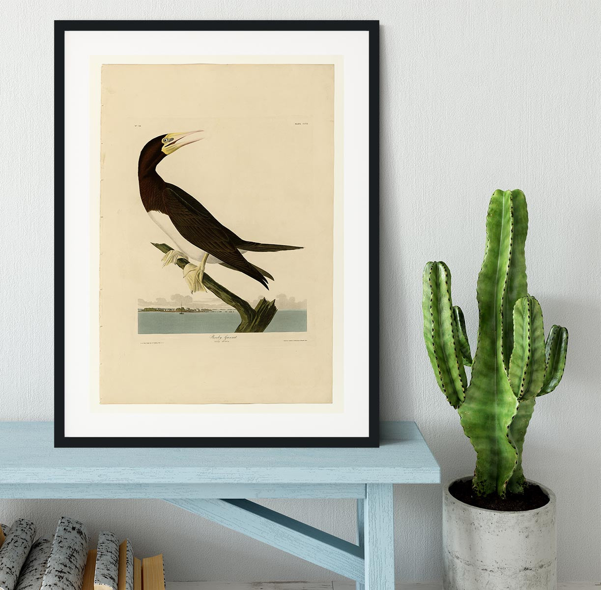 Booby Gannet by Audubon Framed Print - Canvas Art Rocks - 1