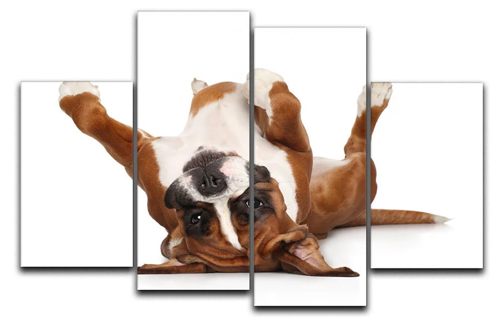 Boxer dog lying on his back 4 Split Panel Canvas - Canvas Art Rocks - 1