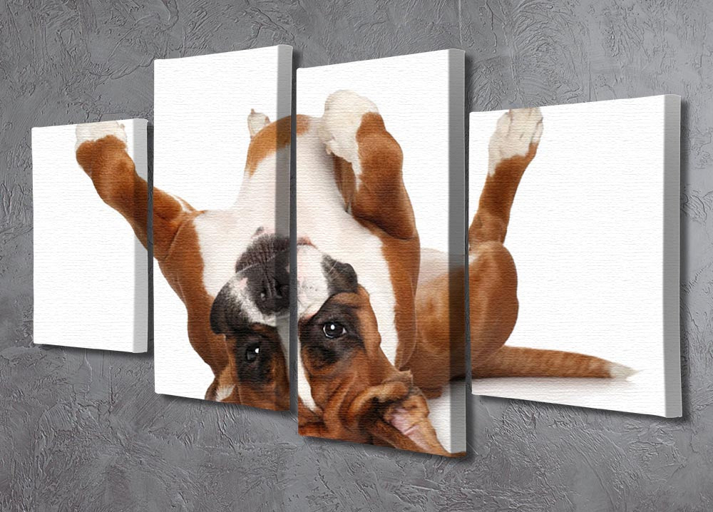 Boxer dog lying on his back 4 Split Panel Canvas - Canvas Art Rocks - 2