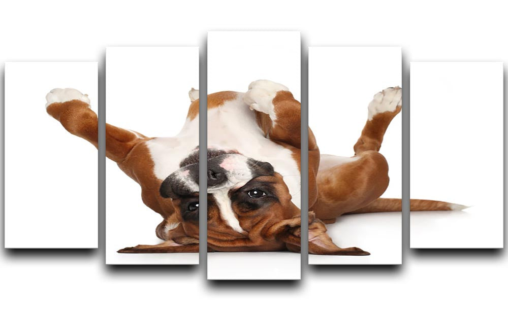 Boxer dog lying on his back 5 Split Panel Canvas - Canvas Art Rocks - 1