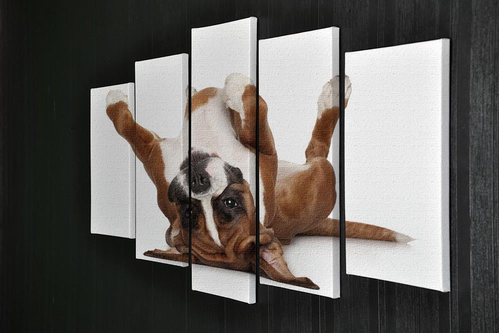 Boxer dog lying on his back 5 Split Panel Canvas - Canvas Art Rocks - 2