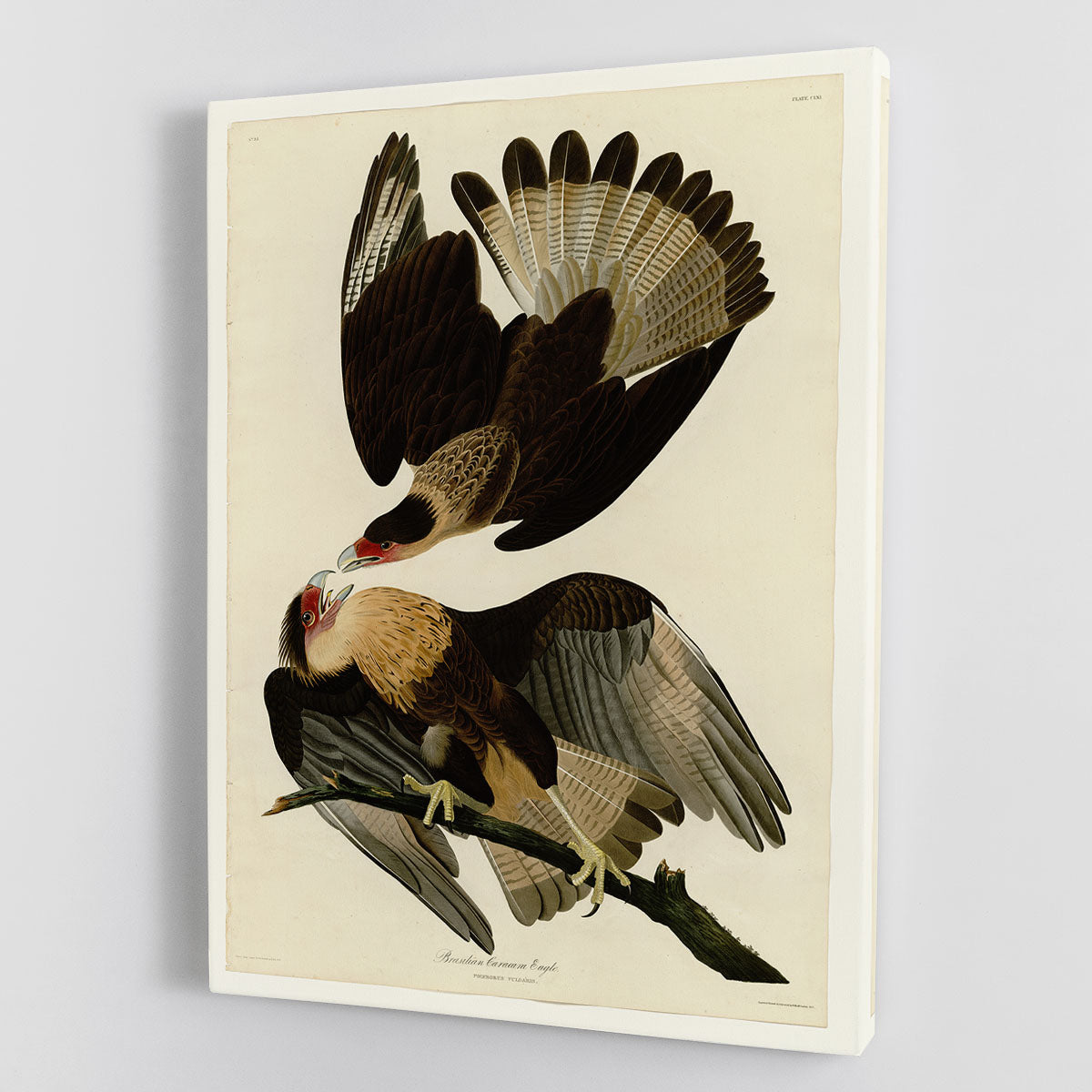 Brazilian Caracara Eagle by Audubon Canvas Print or Poster - Canvas Art Rocks - 1