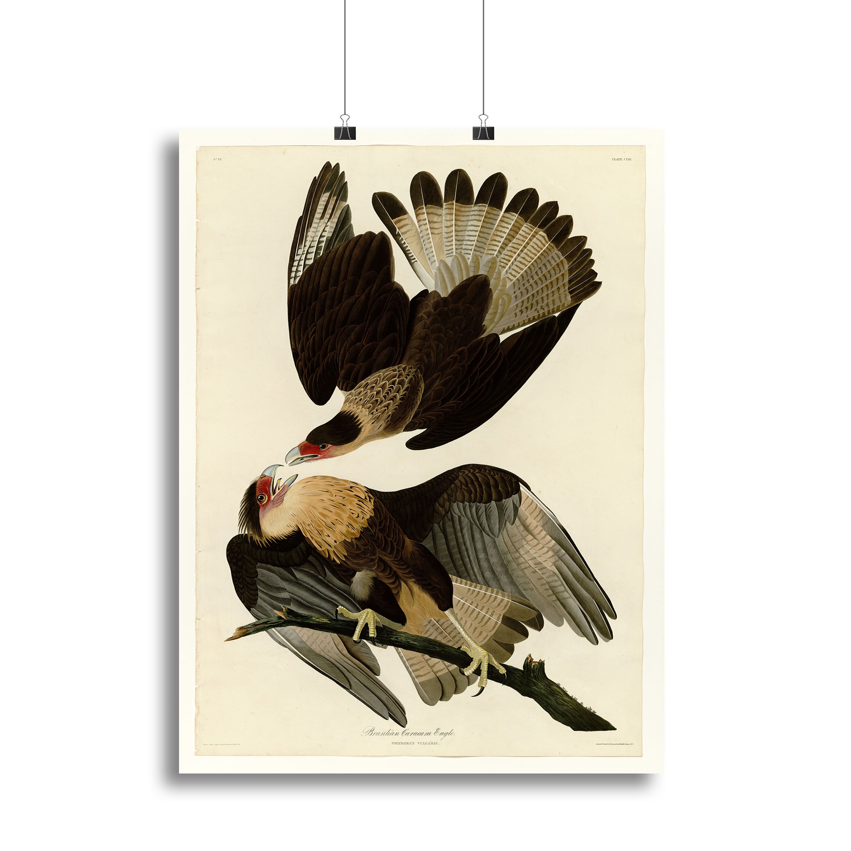 Brazilian Caracara Eagle by Audubon Canvas Print or Poster - Canvas Art Rocks - 2