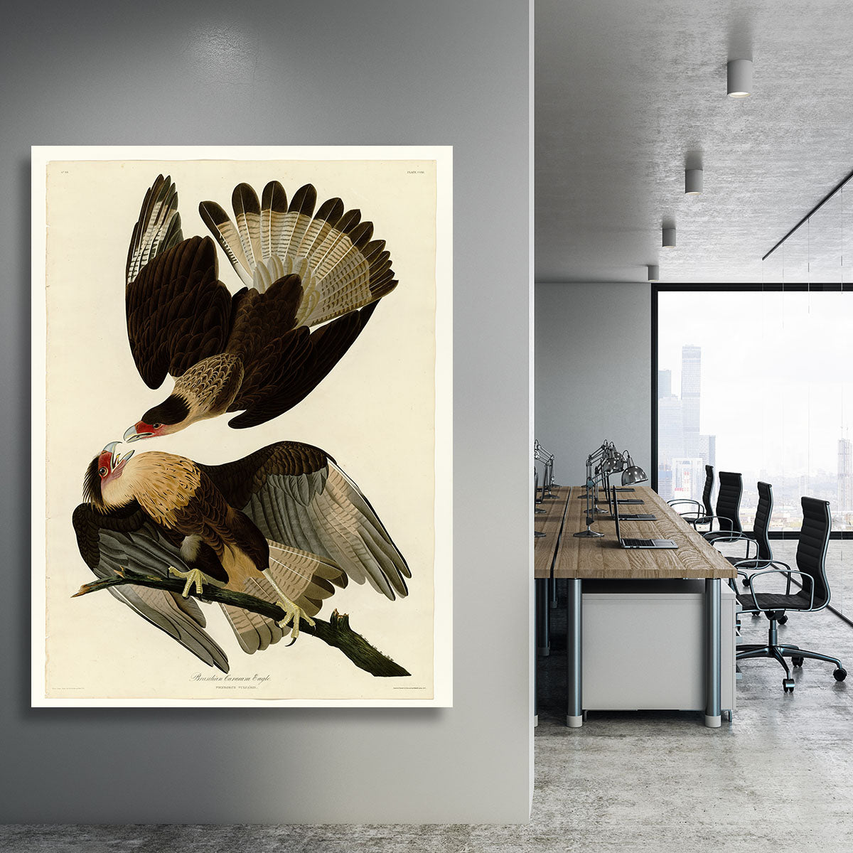 Brazilian Caracara Eagle by Audubon Canvas Print or Poster - Canvas Art Rocks - 3