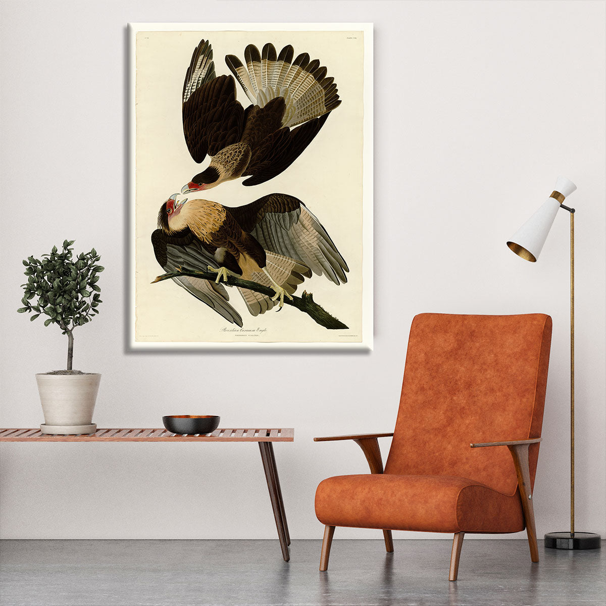 Brazilian Caracara Eagle by Audubon Canvas Print or Poster - Canvas Art Rocks - 6