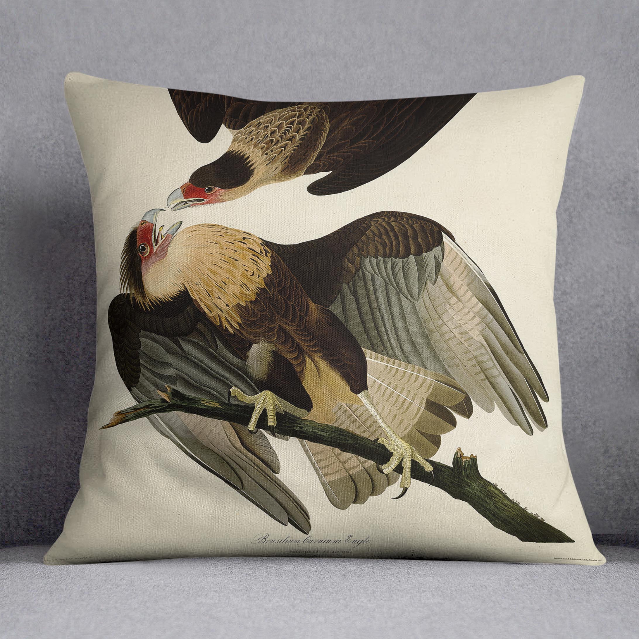 Brazilian Caracara Eagle by Audubon Cushion