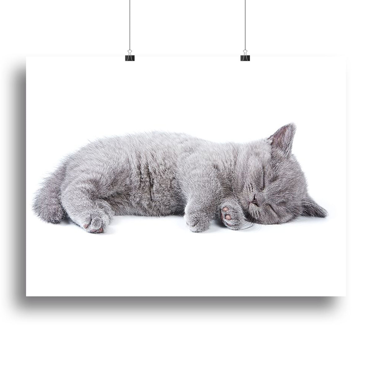 British kitten on white background Canvas Print or Poster - Canvas Art Rocks - 2