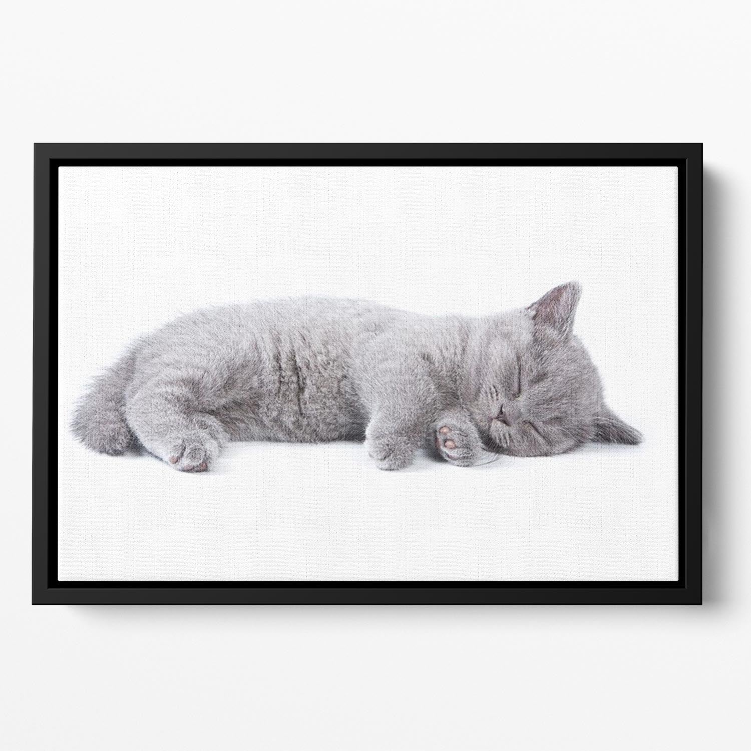 British kitten on white background Floating Framed Canvas - Canvas Art Rocks - 2