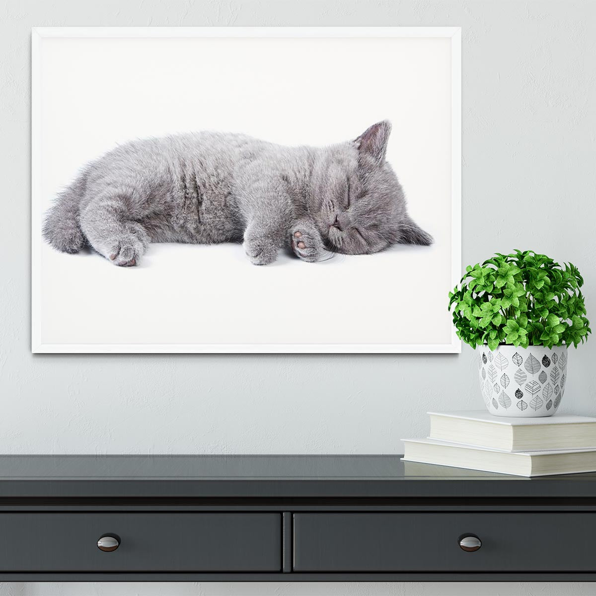 British kitten on white background Framed Print - Canvas Art Rocks -6