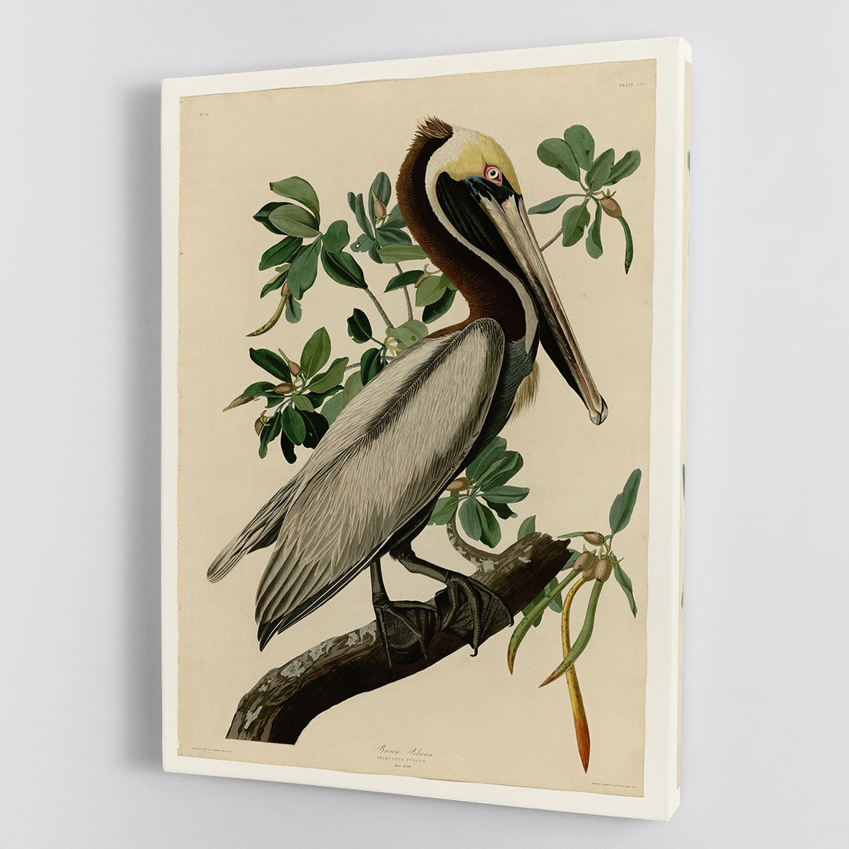 Brown Pelican 2 by Audubon Canvas Print or Poster - Canvas Art Rocks - 1