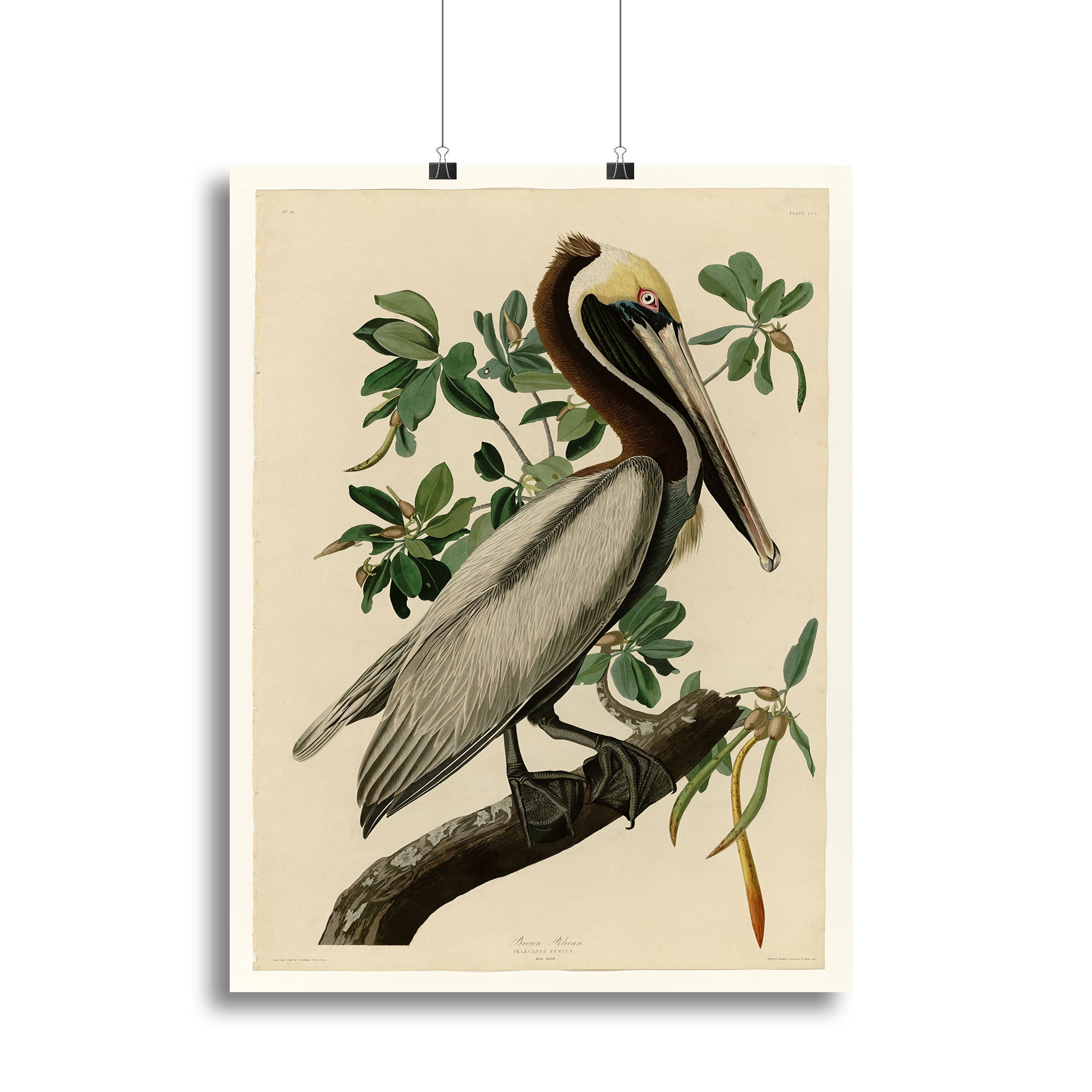 Brown Pelican 2 by Audubon Canvas Print or Poster - Canvas Art Rocks - 2