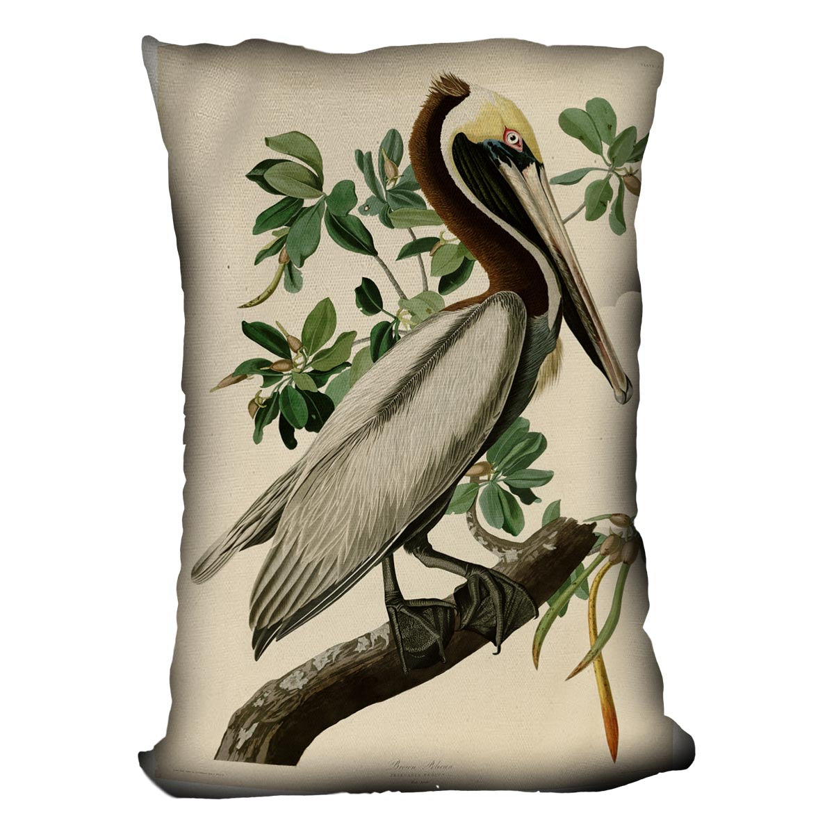 Brown Pelican 2 by Audubon Cushion
