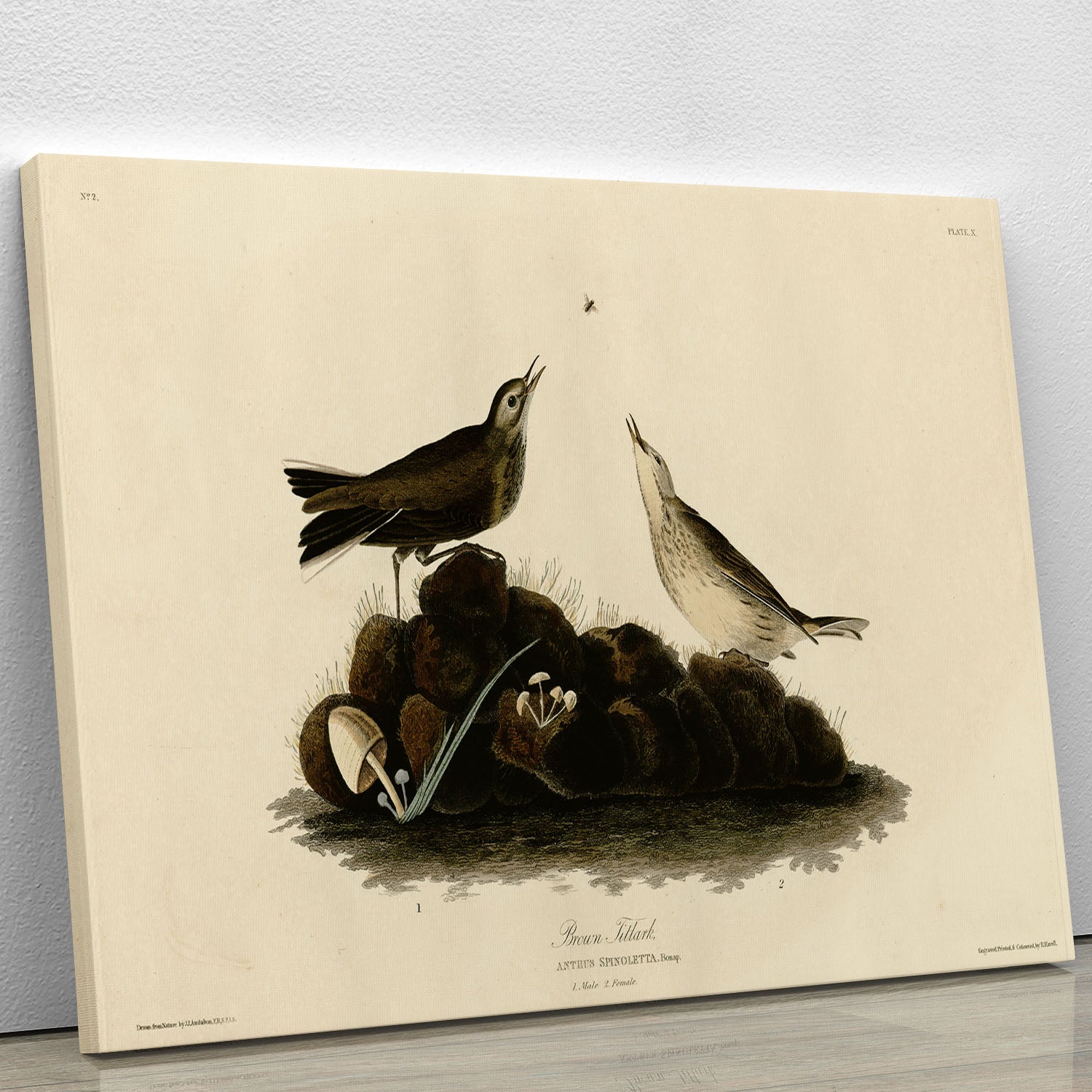 Brown Titlark by Audubon Canvas Print or Poster - Canvas Art Rocks - 1