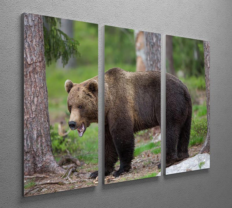 Brown bear in Tiaga forest 3 Split Panel Canvas Print - Canvas Art Rocks - 2
