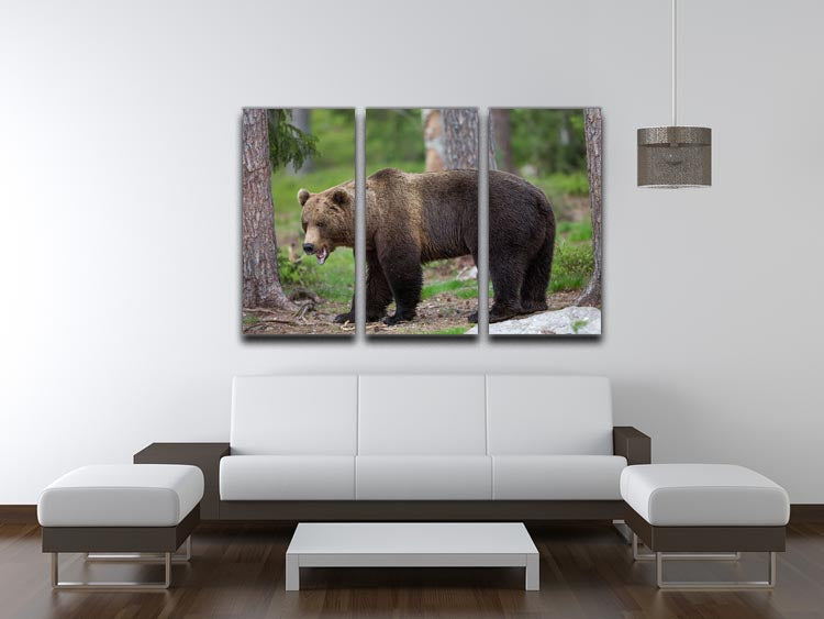 Brown bear in Tiaga forest 3 Split Panel Canvas Print - Canvas Art Rocks - 3