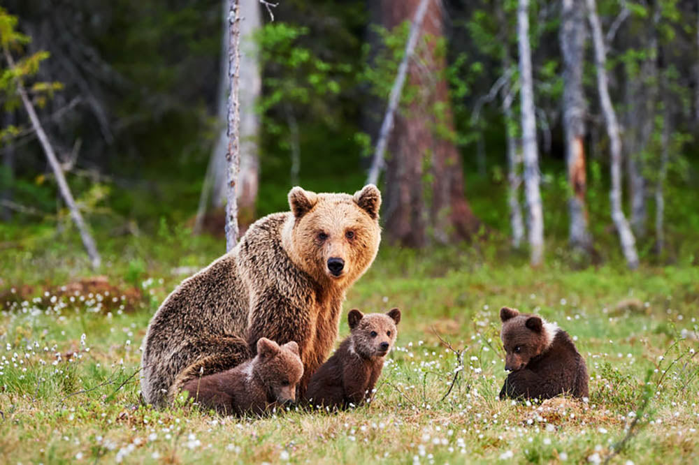 Brown mother bear protecting her cubs Wall Mural Wallpaper - Canvas Art Rocks - 1