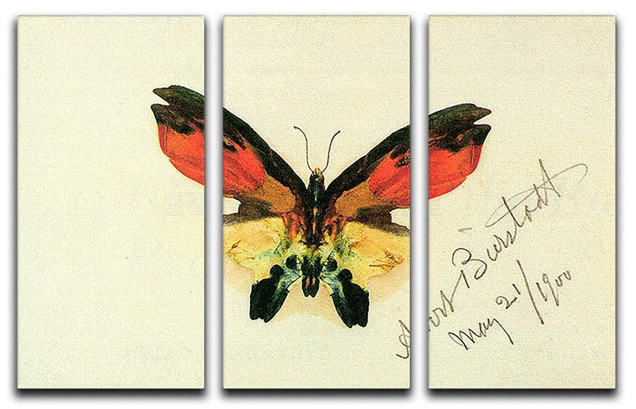 Butterfly 2 by Bierstadt 3 Split Panel Canvas Print - Canvas Art Rocks - 1