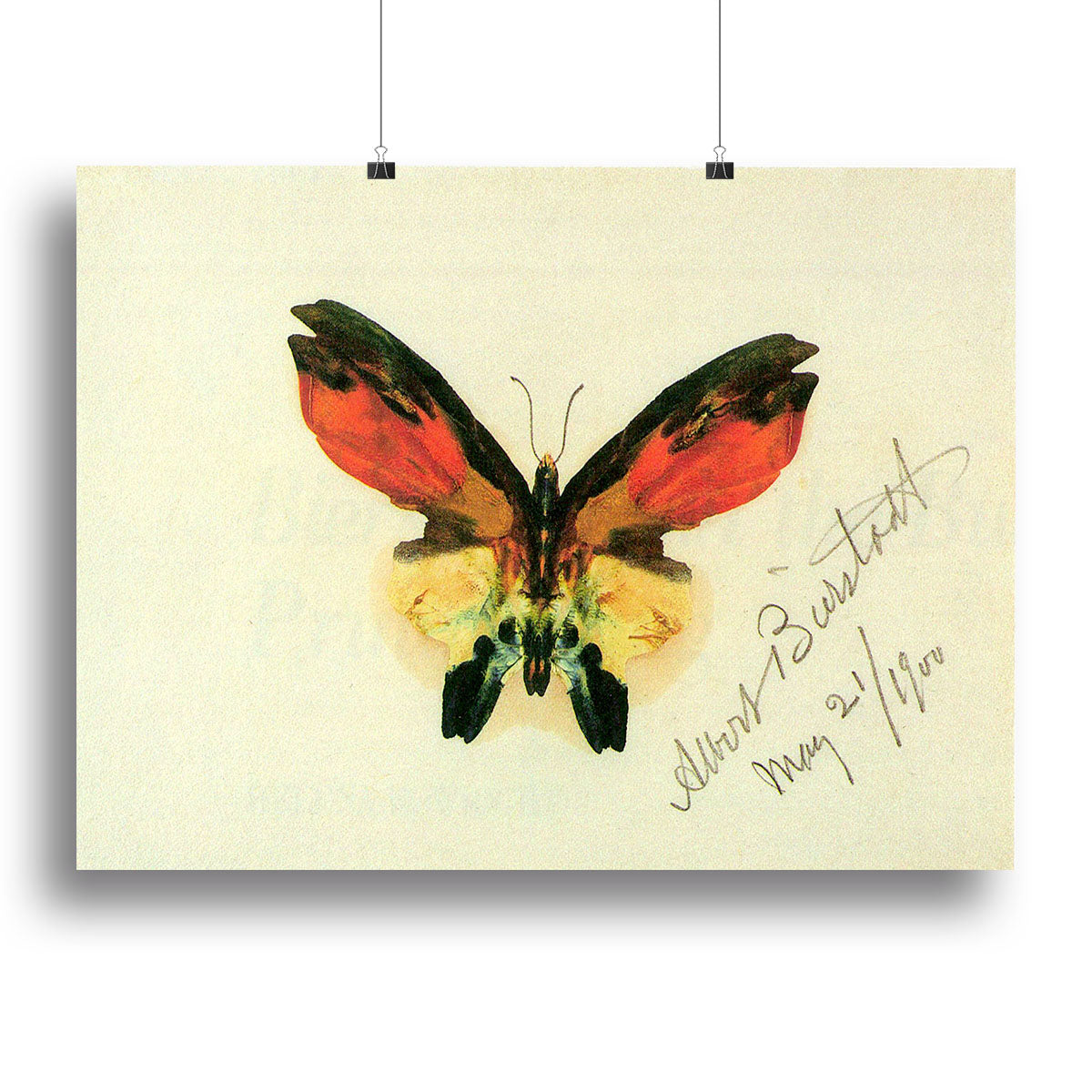 Butterfly 2 by Bierstadt Canvas Print or Poster - Canvas Art Rocks - 2