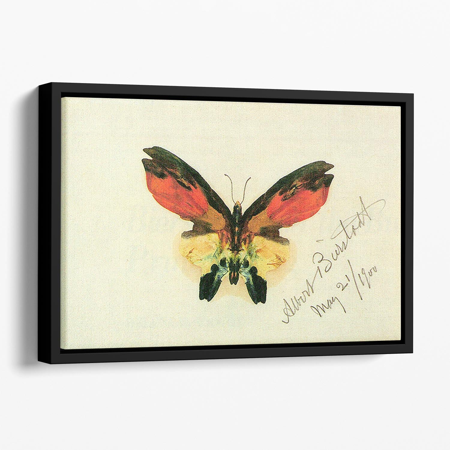 Butterfly 2 by Bierstadt Floating Framed Canvas - Canvas Art Rocks - 1