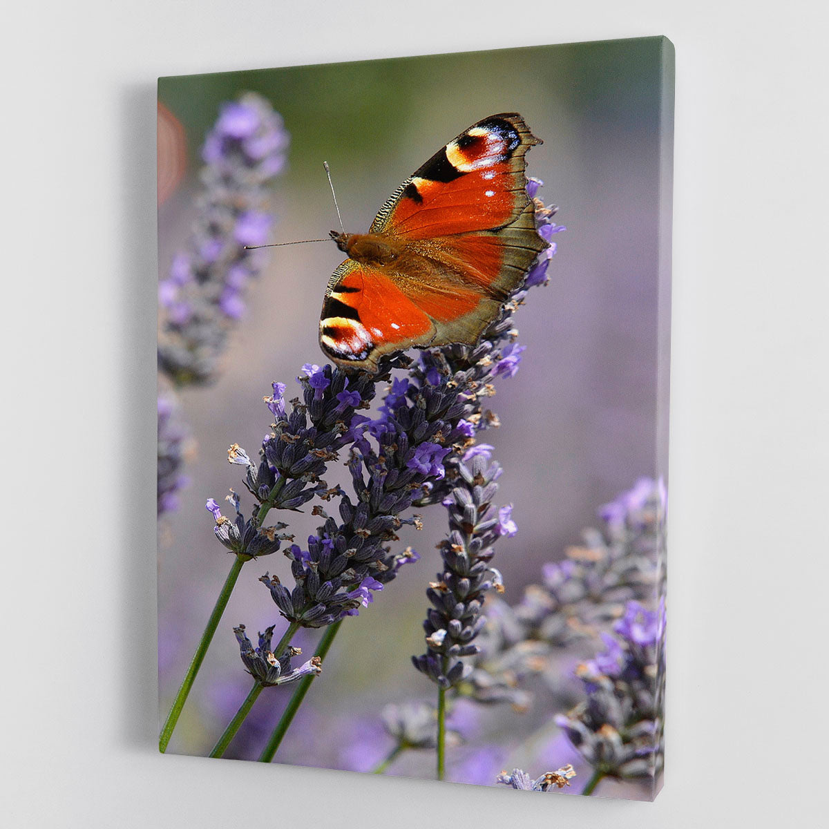 Butterfly on Lavender Canvas Print or Poster - Canvas Art Rocks - 1