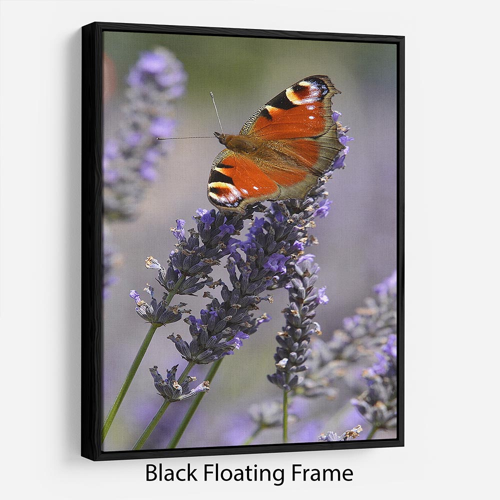 Butterfly on Lavender Floating Frame Canvas - Canvas Art Rocks - 1