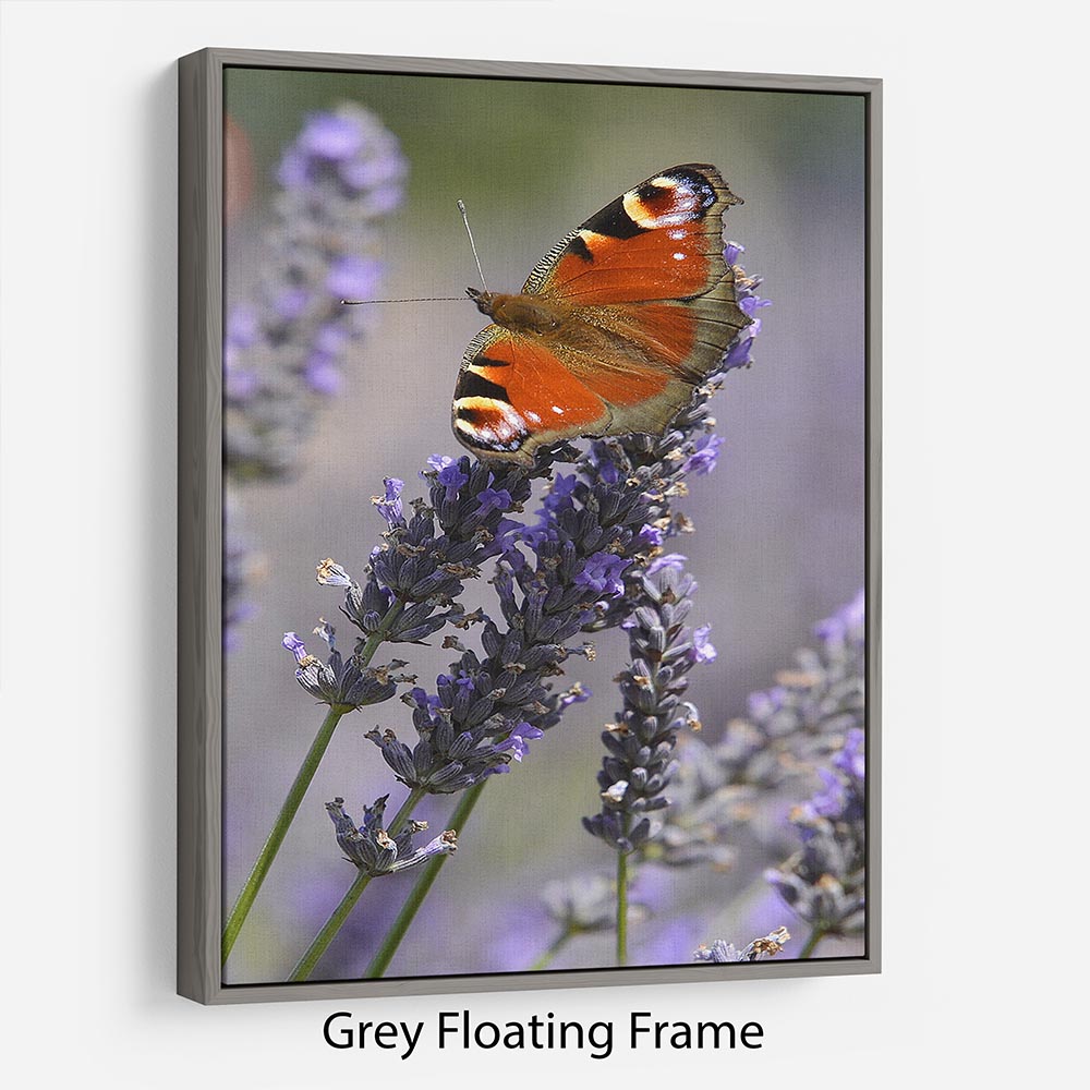 Butterfly on Lavender Floating Frame Canvas - Canvas Art Rocks - 3