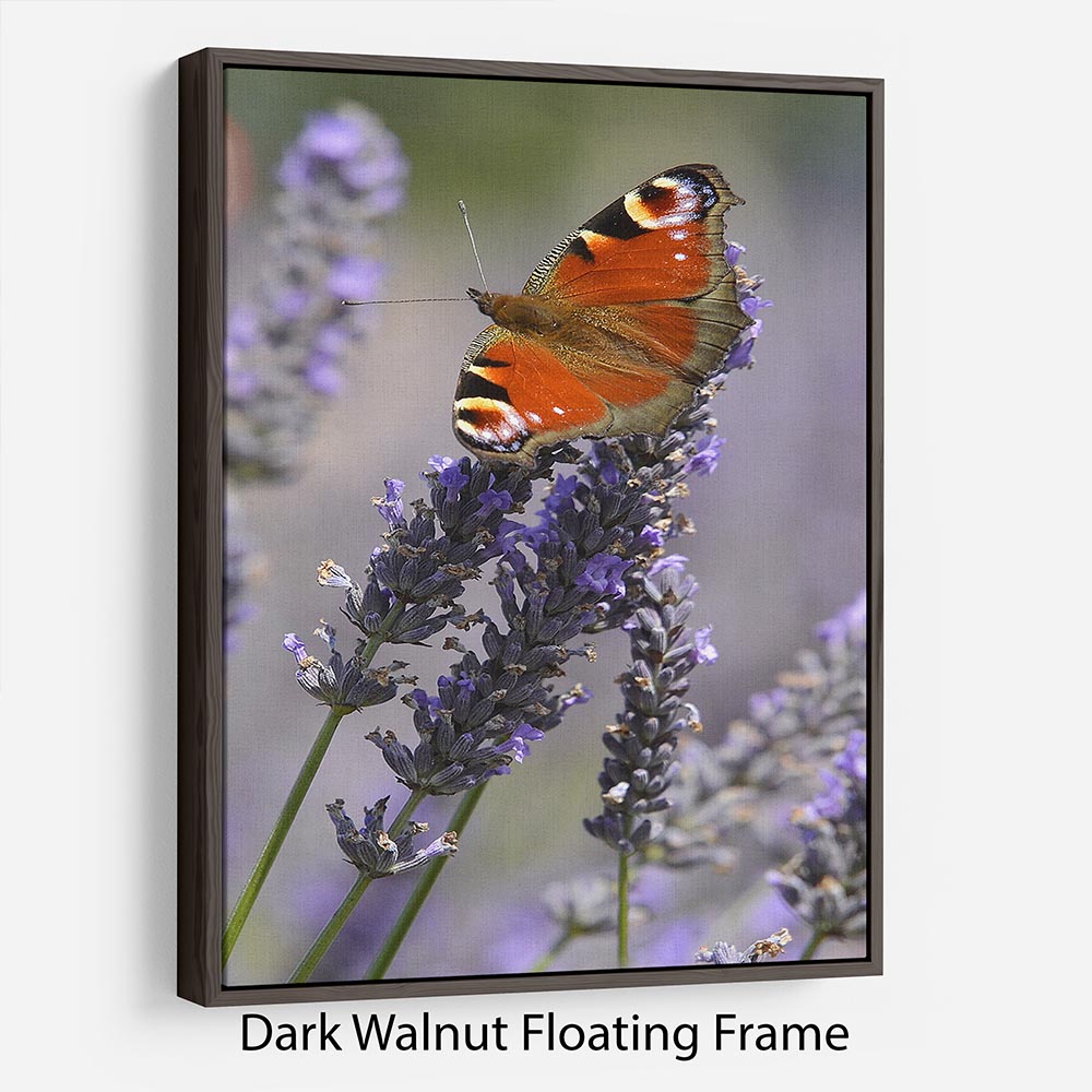 Butterfly on Lavender Floating Frame Canvas - Canvas Art Rocks - 5