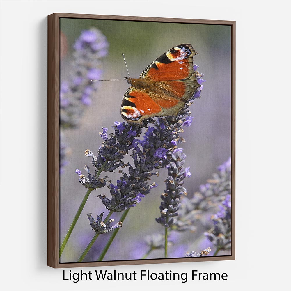 Butterfly on Lavender Floating Frame Canvas - Canvas Art Rocks 7