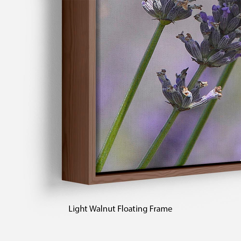 Butterfly on Lavender Floating Frame Canvas - Canvas Art Rocks - 8
