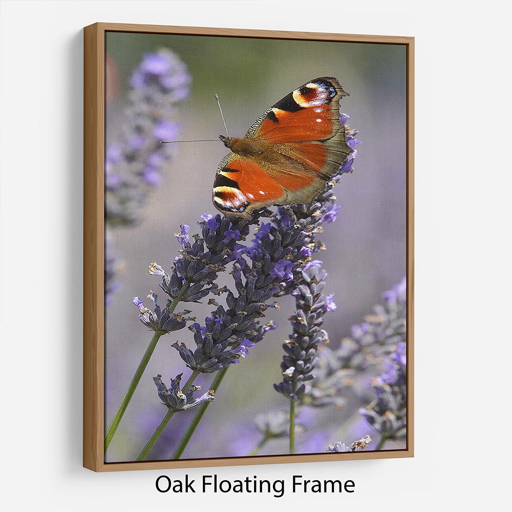Butterfly on Lavender Floating Frame Canvas - Canvas Art Rocks - 9
