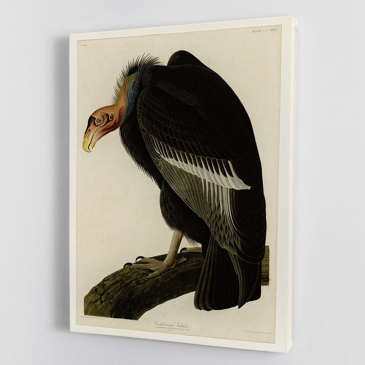 Californian Vulture by Audubon Canvas Print or Poster - Canvas Art Rocks - 1