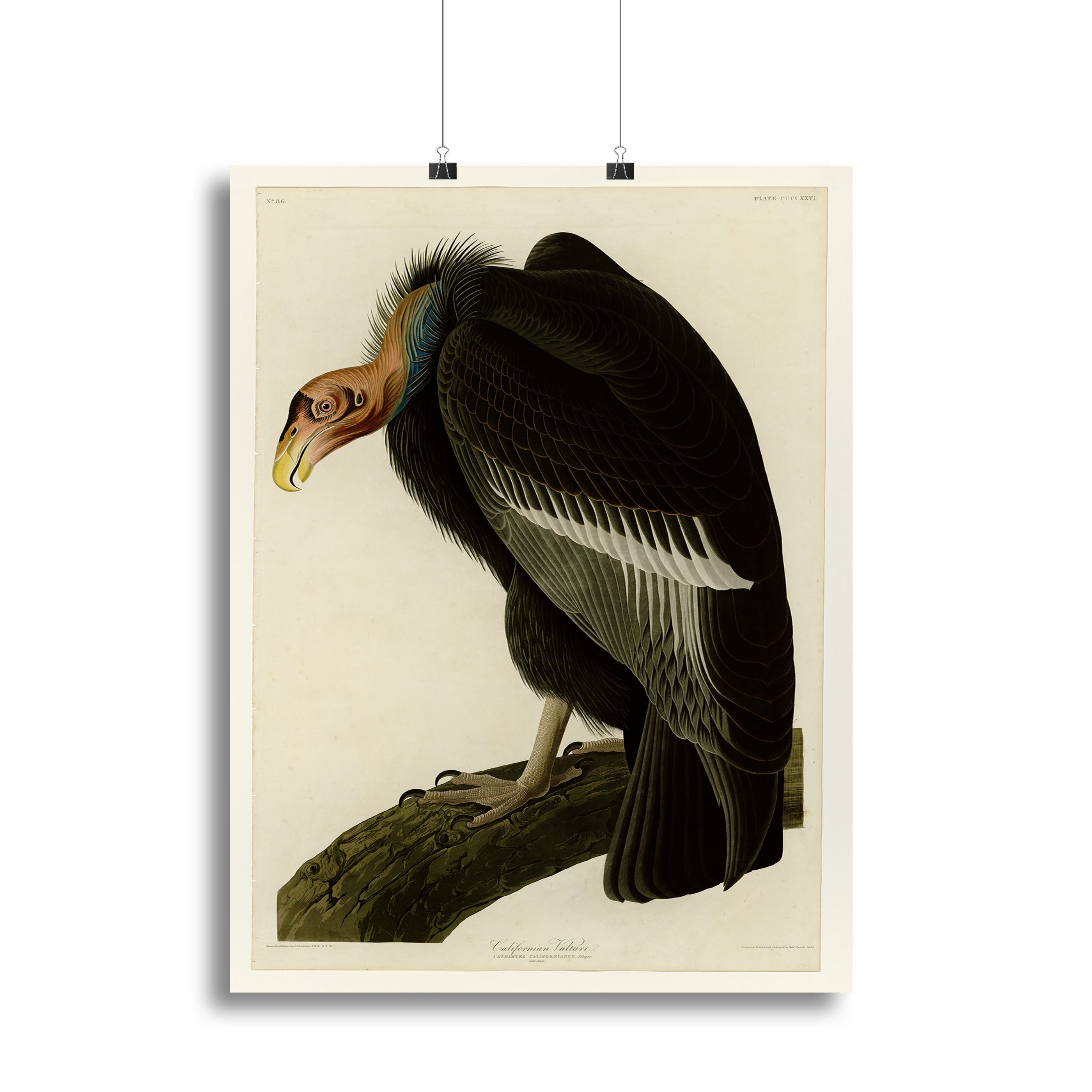 Californian Vulture by Audubon Canvas Print or Poster - Canvas Art Rocks - 2