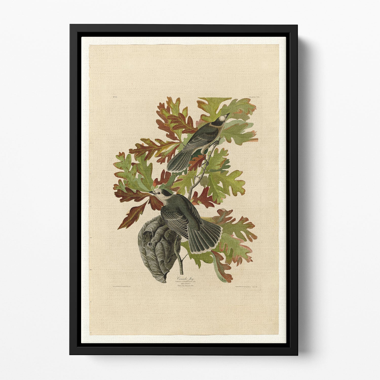 Canada Jay by Audubon Floating Framed Canvas