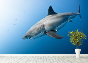 Carcharodon carcharias in pacific ocean Wall Mural Wallpaper - Canvas Art Rocks - 4