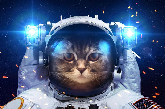 Cat in Space Wall Mural Wallpaper