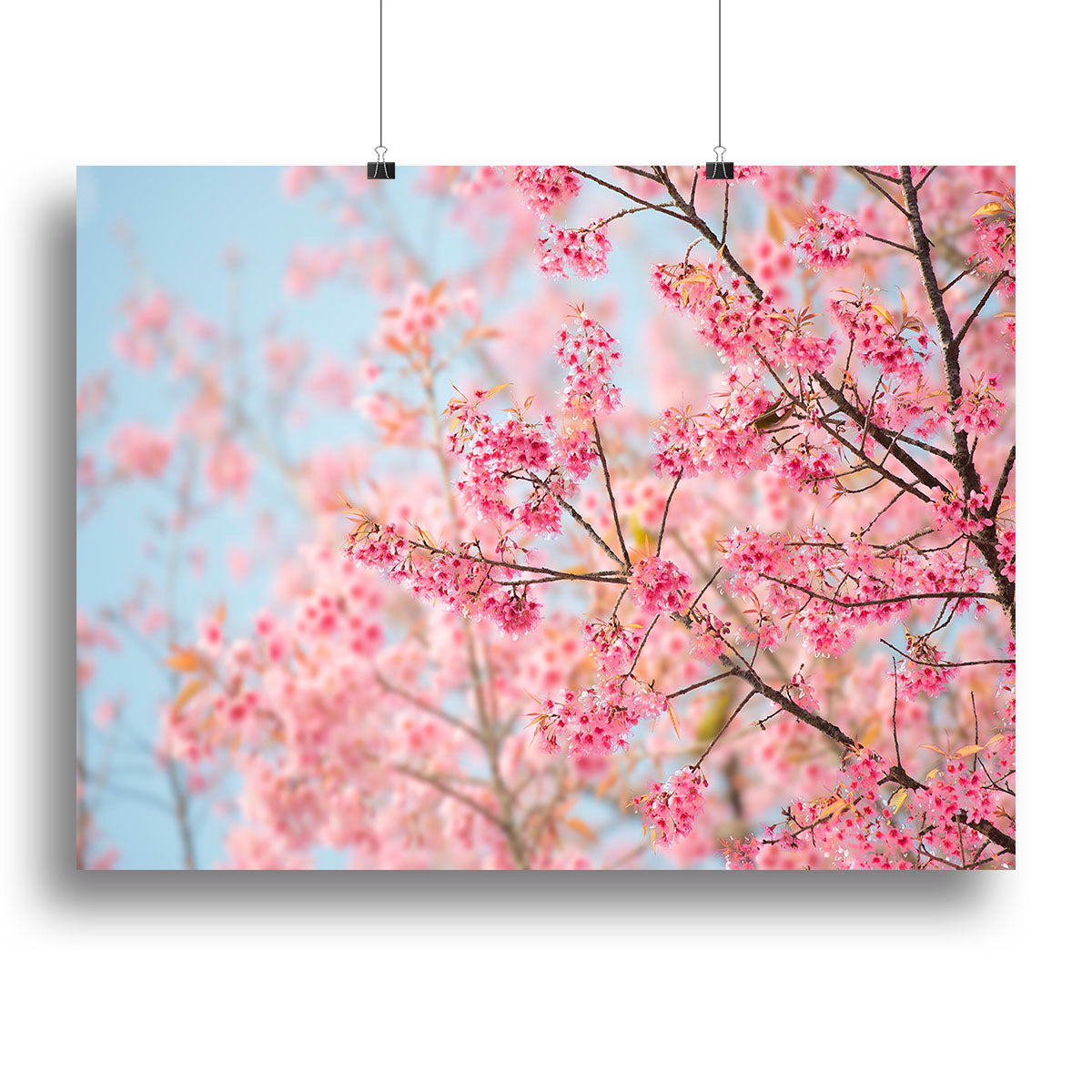 Cherry Blossom Canvas Print or Poster - Canvas Art Rocks - 2