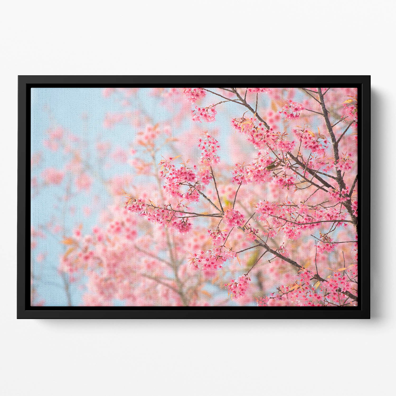 Cherry Blossom Floating Framed Canvas
