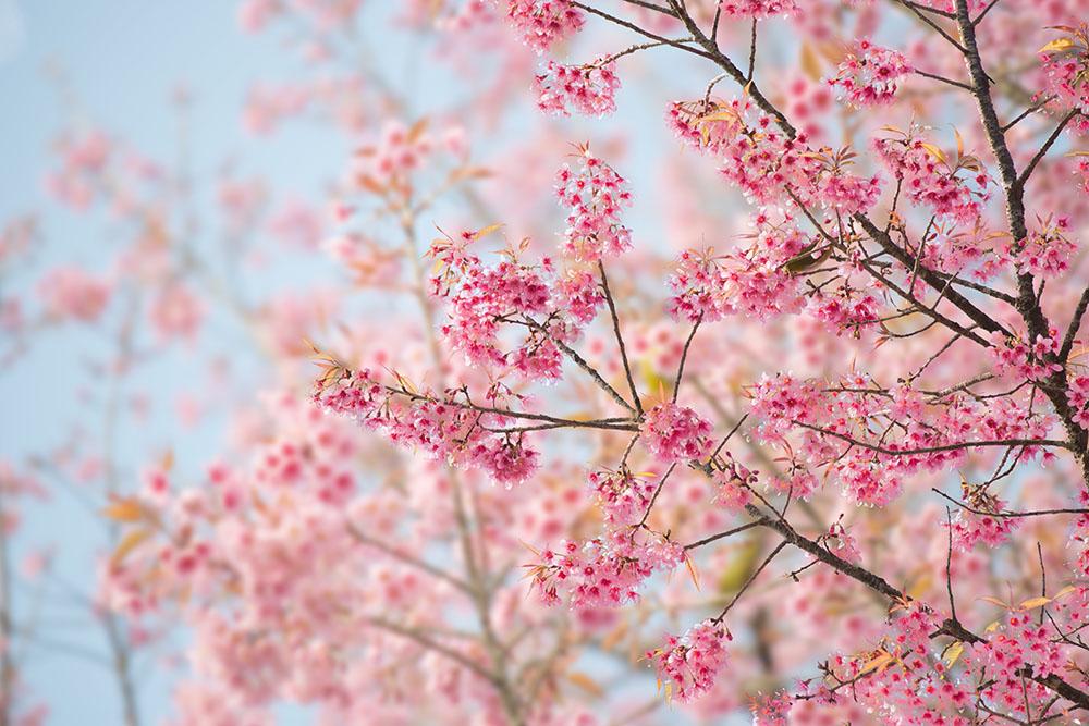 Cherry Blossom Wall Mural Wallpaper - Canvas Art Rocks - 1