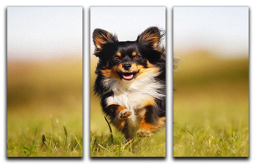 Chihuahua dog running towards the camera in a grass field 3 Split Panel Canvas Print - Canvas Art Rocks - 1